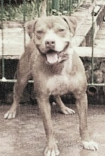 picture of dog